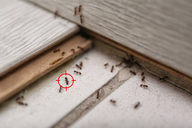 Best Affordable Pest Control Services  in Airport, CA