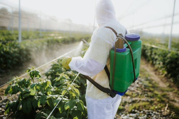 Best Local Pest Control Services  in Airport, CA